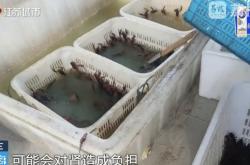 南京网红店“兄弟龙虾”用酸臭溶液洗虾、多日不换水，市场监管部门已责令其停业整改