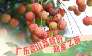 夏威夷首棵荔枝树，珠海人种的！
