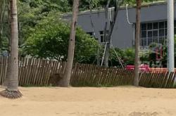 “没想到海里会有野猪！”广东一女子被撞致骨折，淡定回应：这经历够吹一辈子
