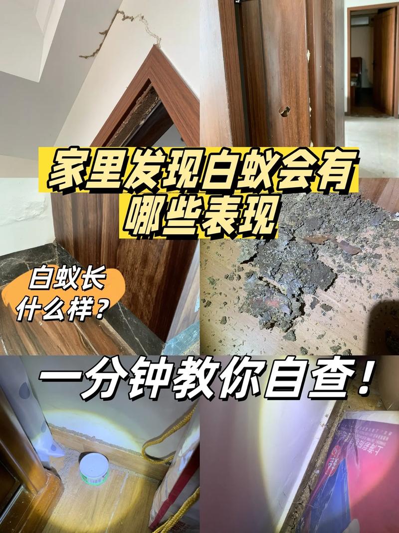 梅雨季将至，上海初夏夜路灯下白蚁聚集 第1张